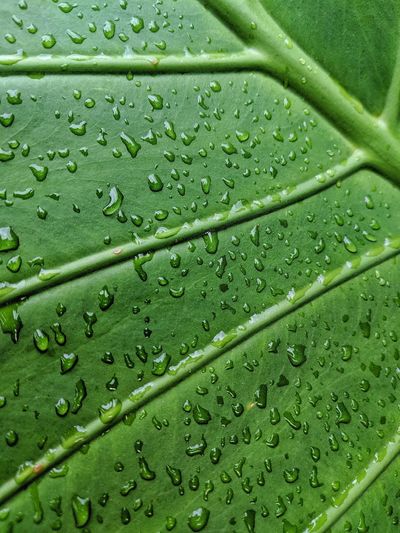 Close-up of wet leaves during rainy season