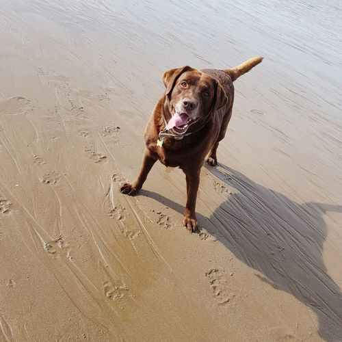Portrait of happy dog on sand