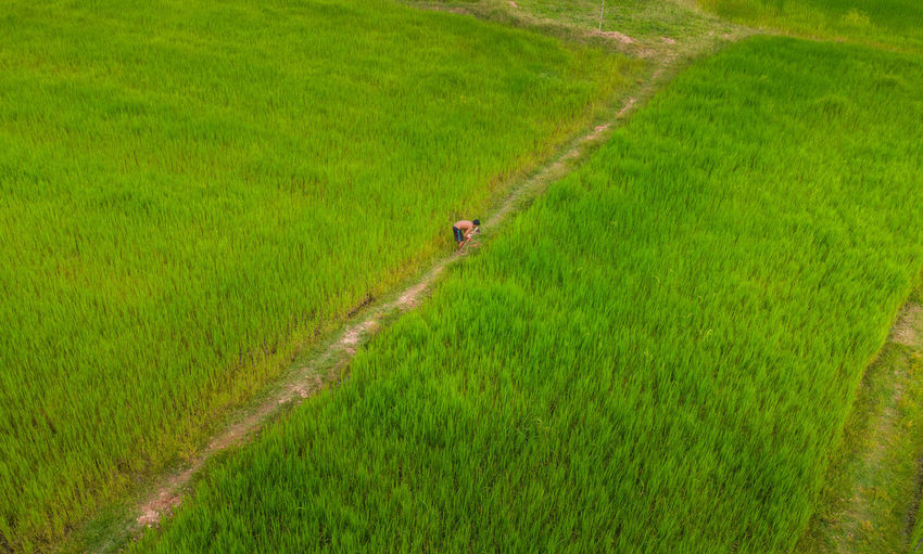 High angle view of rice field