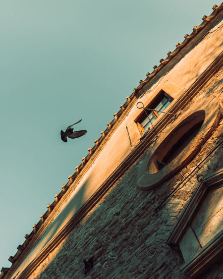 Low angle view of seagull flying against building