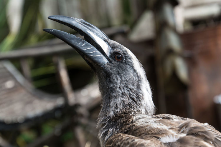 Close-up of african grey hornbill