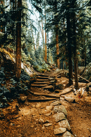 Footpath amidst trees in forest