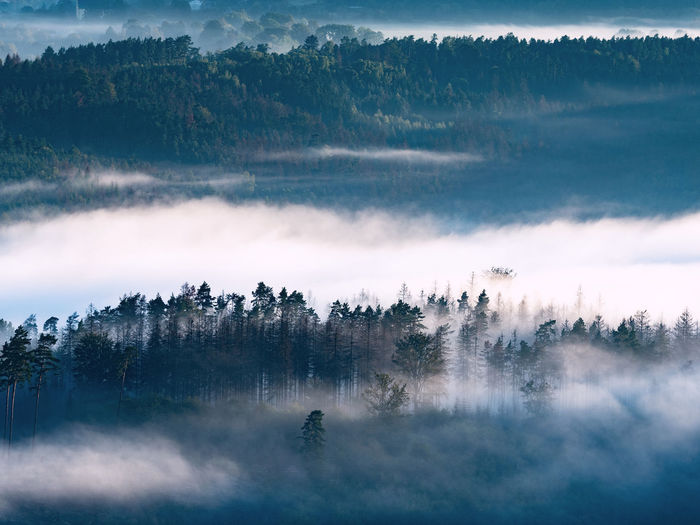 Misty foggy autumn landscape with sharp treetops and dark blue hills in forest. misty  valley