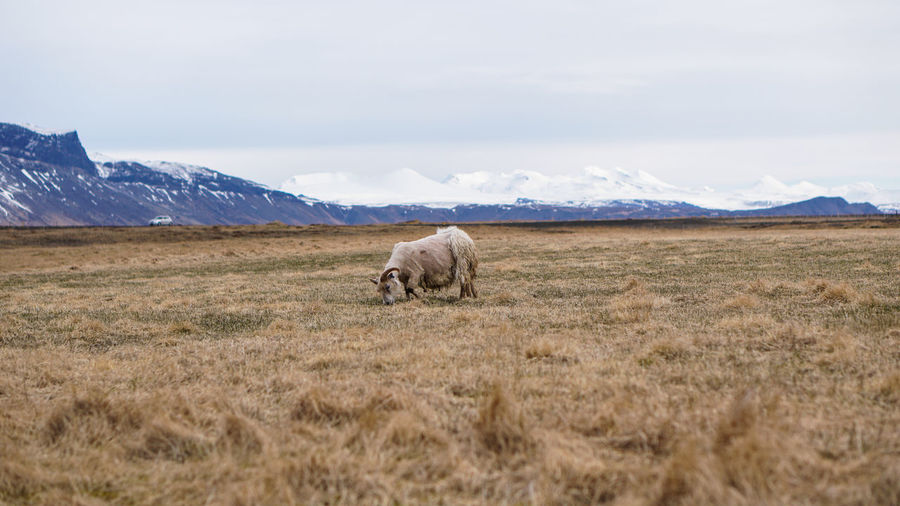 Ram  in a dry field of iceland