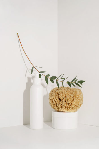 White wine and plants on table against wall