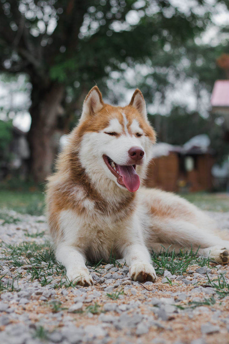 are huskies japwnese