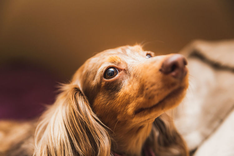 Cute long haired dachshund purebred dog.