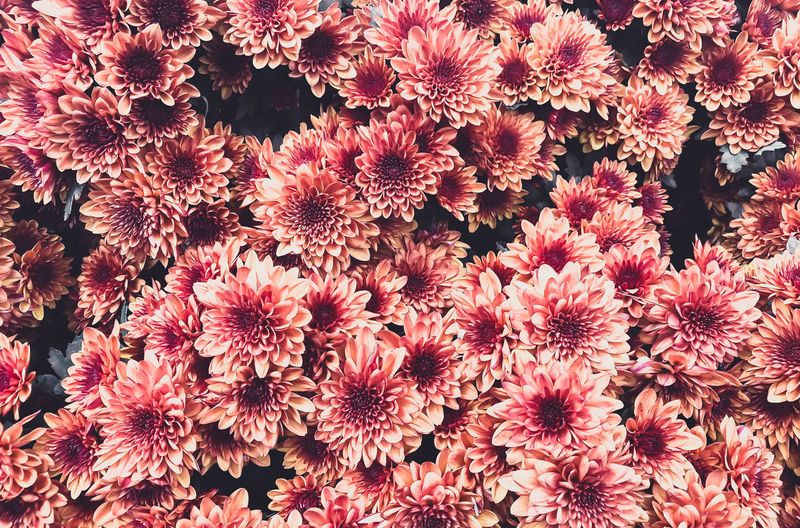 Top view of bunch of orange chrysanthemums blooming in garden, brightly colored bouquet close-up.