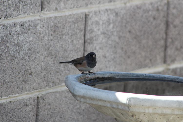 Close-up of bird perching outdoors