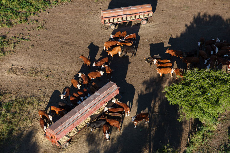 High angle view of cows by trough on field