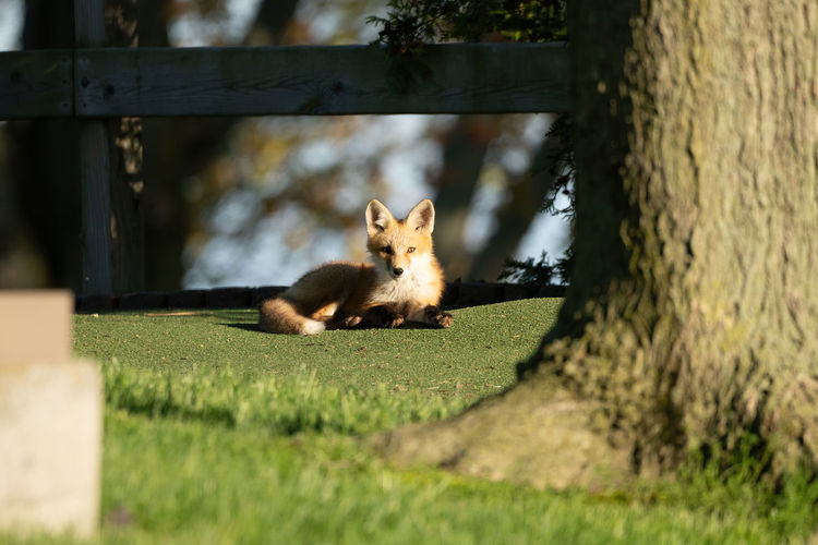  red fox kit is lying down on the grass in the on a sunny day