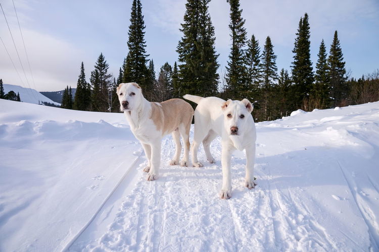 Dogs on snow covered landscape