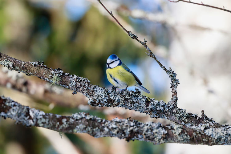 Close-up of bird perching on branch