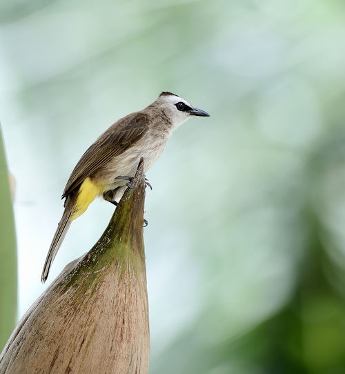 A yellow vented bulbul in waiting