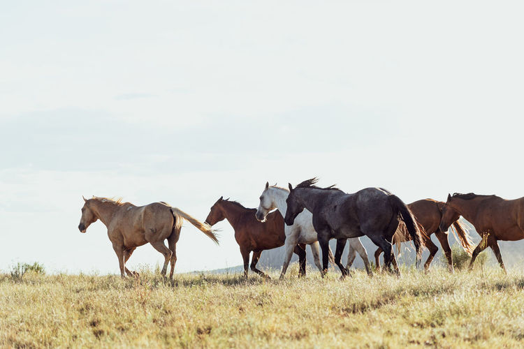 Herd of horses gallop across the arid landscape against sky.