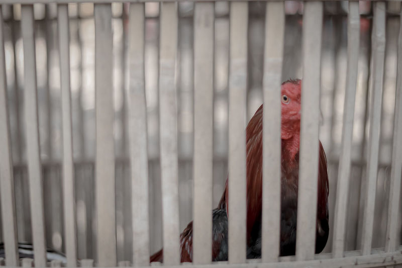 View of a monkey in cage