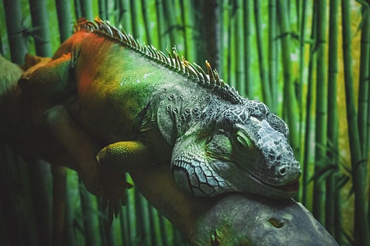 Close-up of iguana on wood