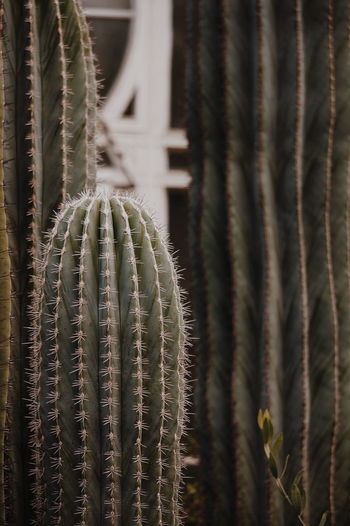 Close-up of cactus plant