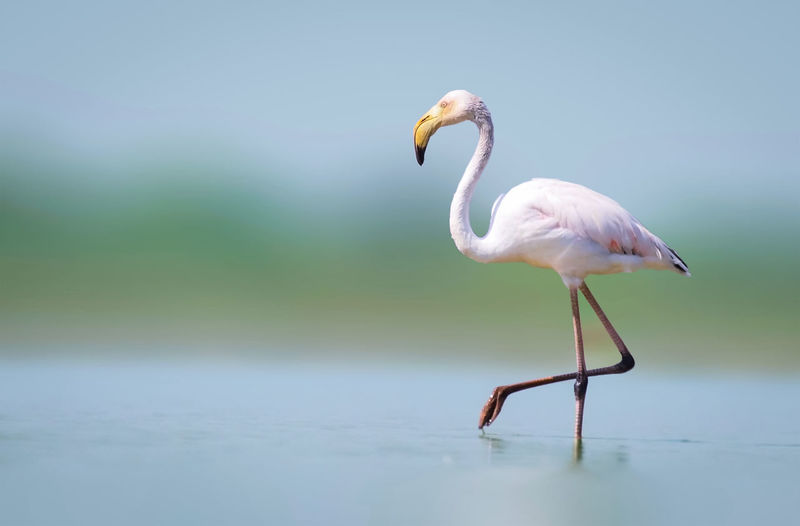 Side view of a bird in a water
