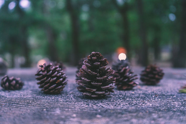 Close-up of pine cones on textured surface