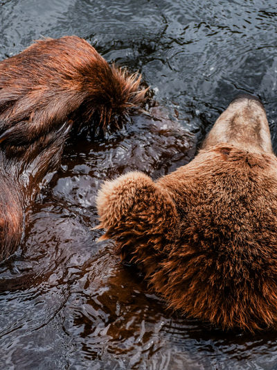 Bear bathing in a lake in sweden