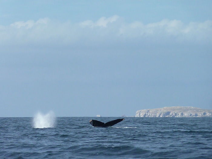 Scenic view of whales in sea against sky