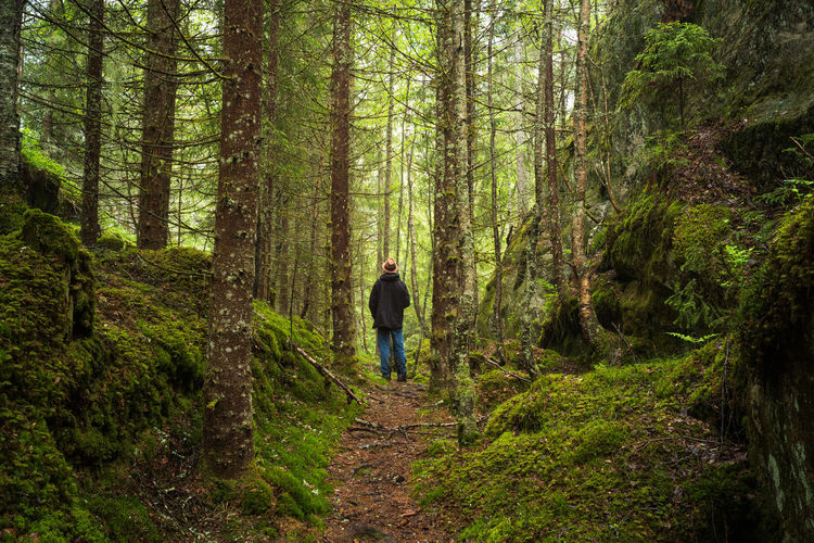 Rear view of man walking in forest