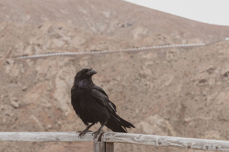 Black bird perching on wood against wall
