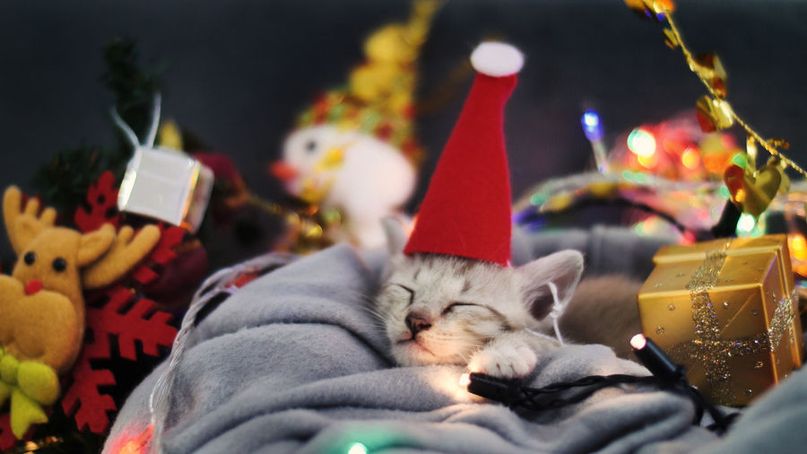 Close-up of kitten wearing santa hat in basket amidst christmas decorations