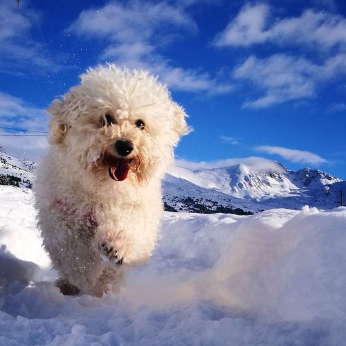 Portrait of dog on snow against sky