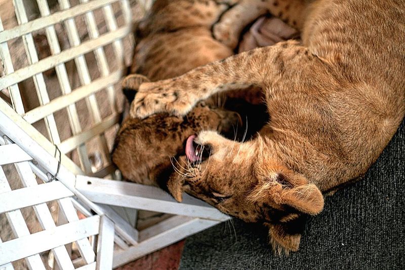 Close-up of lion cubs