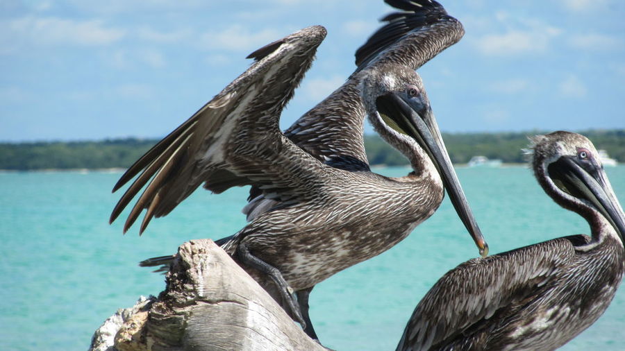 Close-up of pelicans on wood at beach