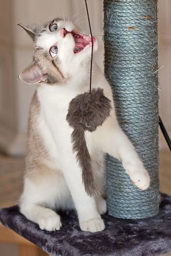 Portrait of a cat looking away