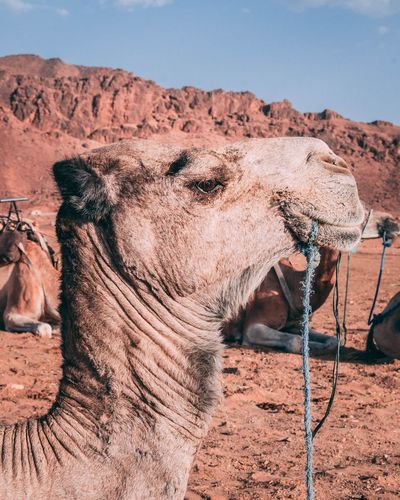 Dromedary camel in sahara desert