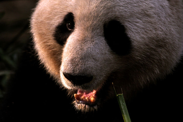 Close-up of giant panda eating bamboo