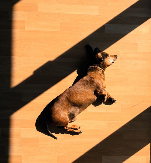 High angle view of sunlight falling on dachshund sleeping on floor at home