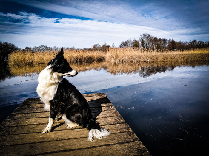 Dog by lake against sky