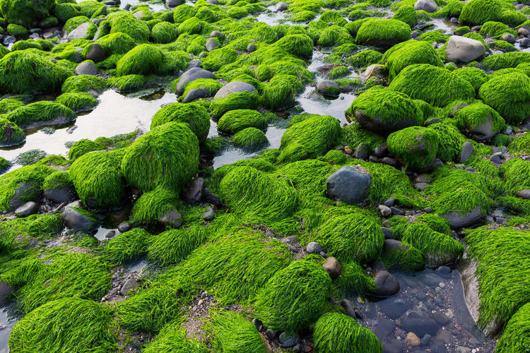 High angle view of moss growing on rocks