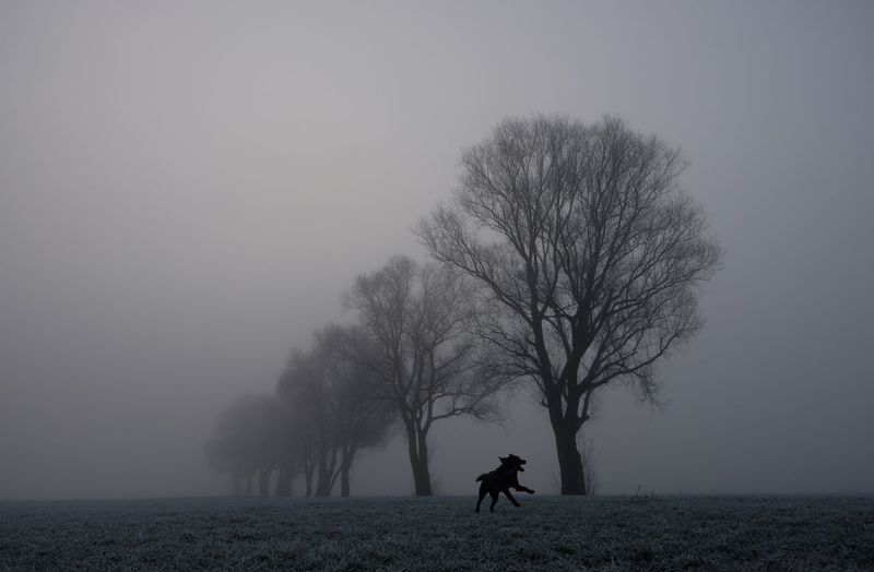 Dog running in foggy field