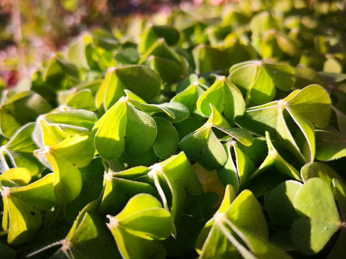 Close-up of succulent plant leaves