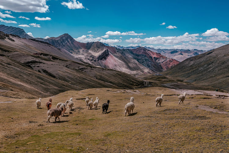 High angle view of sheep on mountain