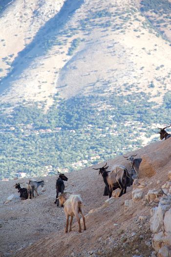 Mountain goats standing on mountain