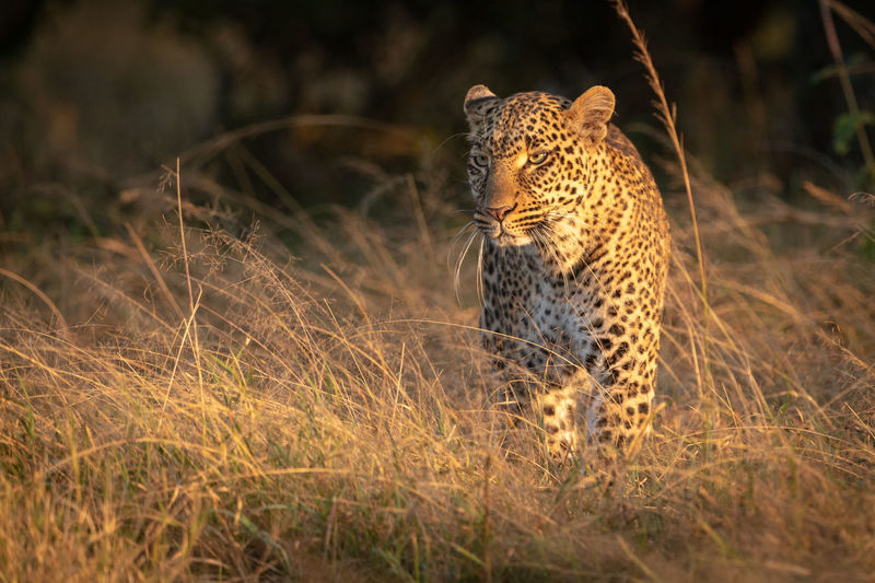 Leopard stands in long grass at dawn