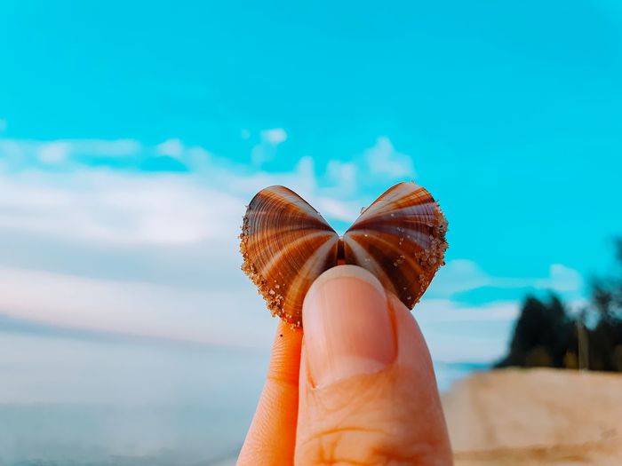 Close-up of hand holding butterfly over sea against sky
