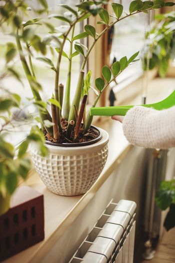 CLOSE-UP OF POTTED PLANT ON WINDOW