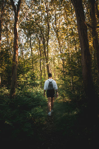 Rear view of man walking in forest