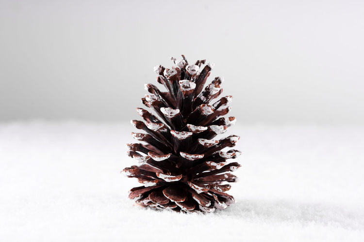 Close-up of pine cone on plant against white background