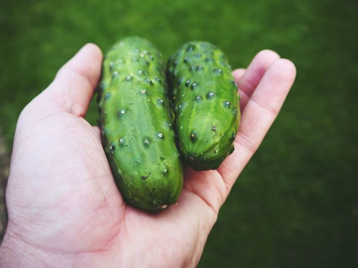 Close-up of hand holding green leaf