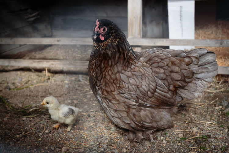 Close-up of hen with baby chicken in farm