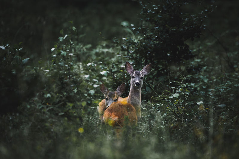Roe deer portrait in the wilderness forest. 
